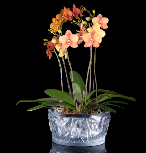 Bacchantes Bowl, Clear by Lalique