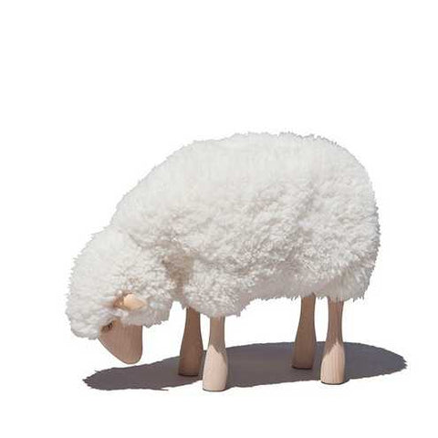 Sheep Curly White Fur Grazing Beech Wood by Meier Germany